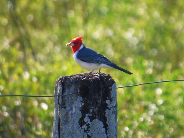 Red-crested Cardinal - ML619984565