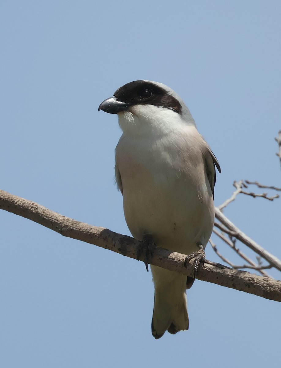 Lesser Gray Shrike - ML619984566