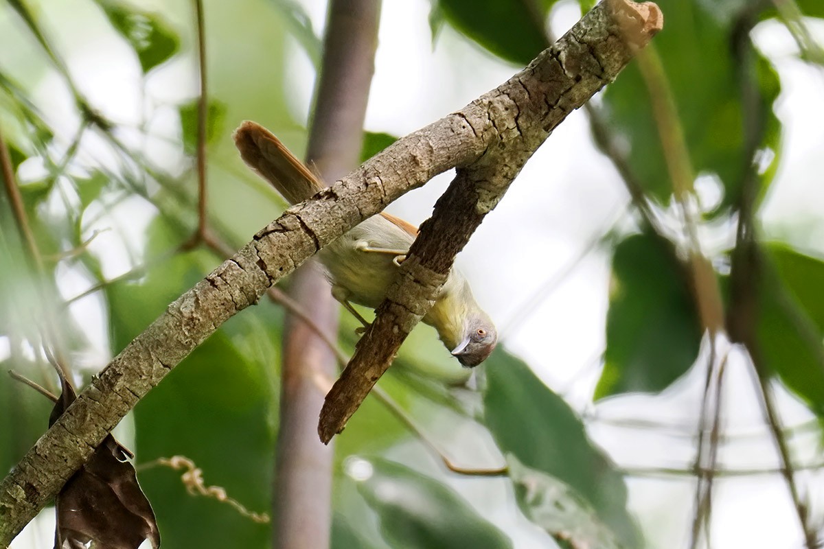 Pin-striped Tit-Babbler (Palawan) - ML619984567