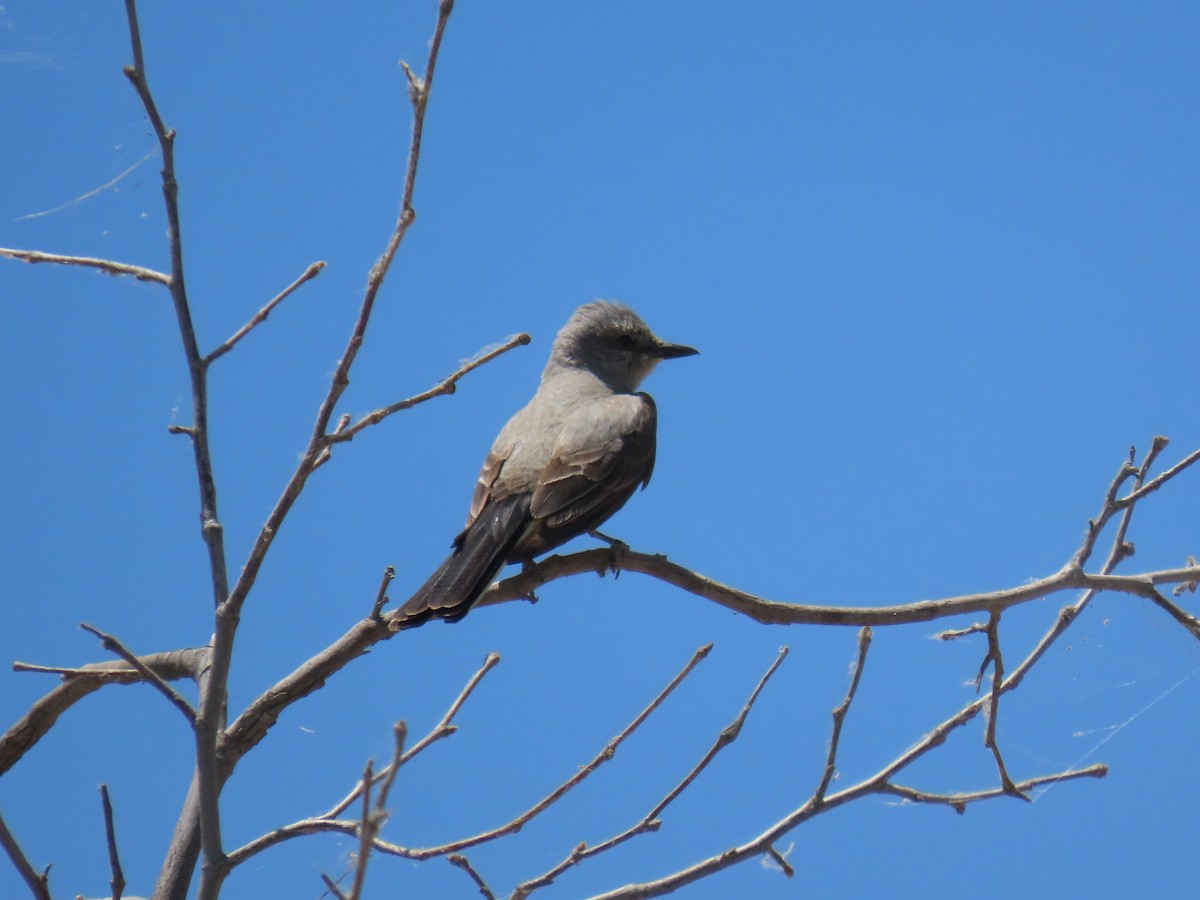 Western Kingbird - ML619984569