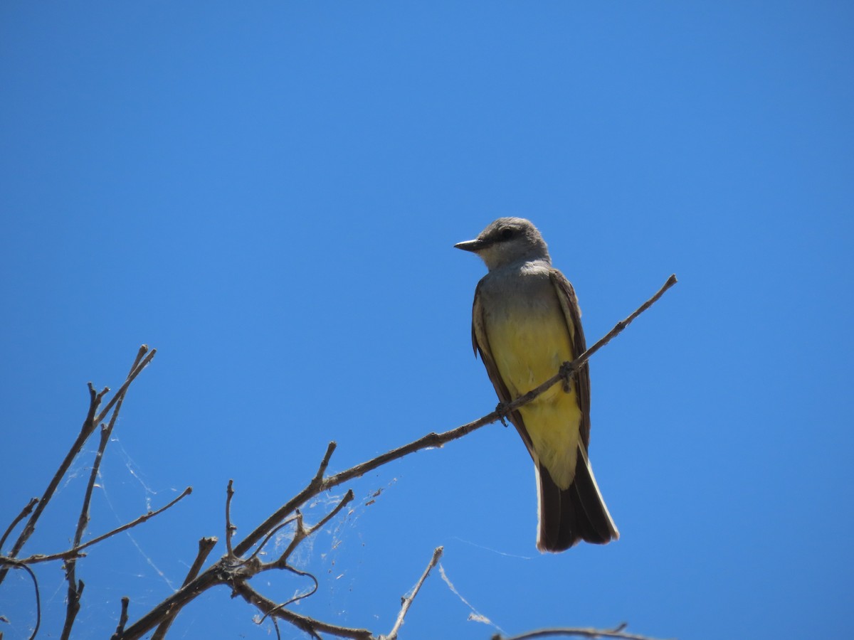 Western Kingbird - Michael  Moss