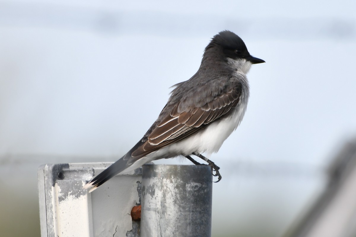 Eastern Kingbird - ML619984572