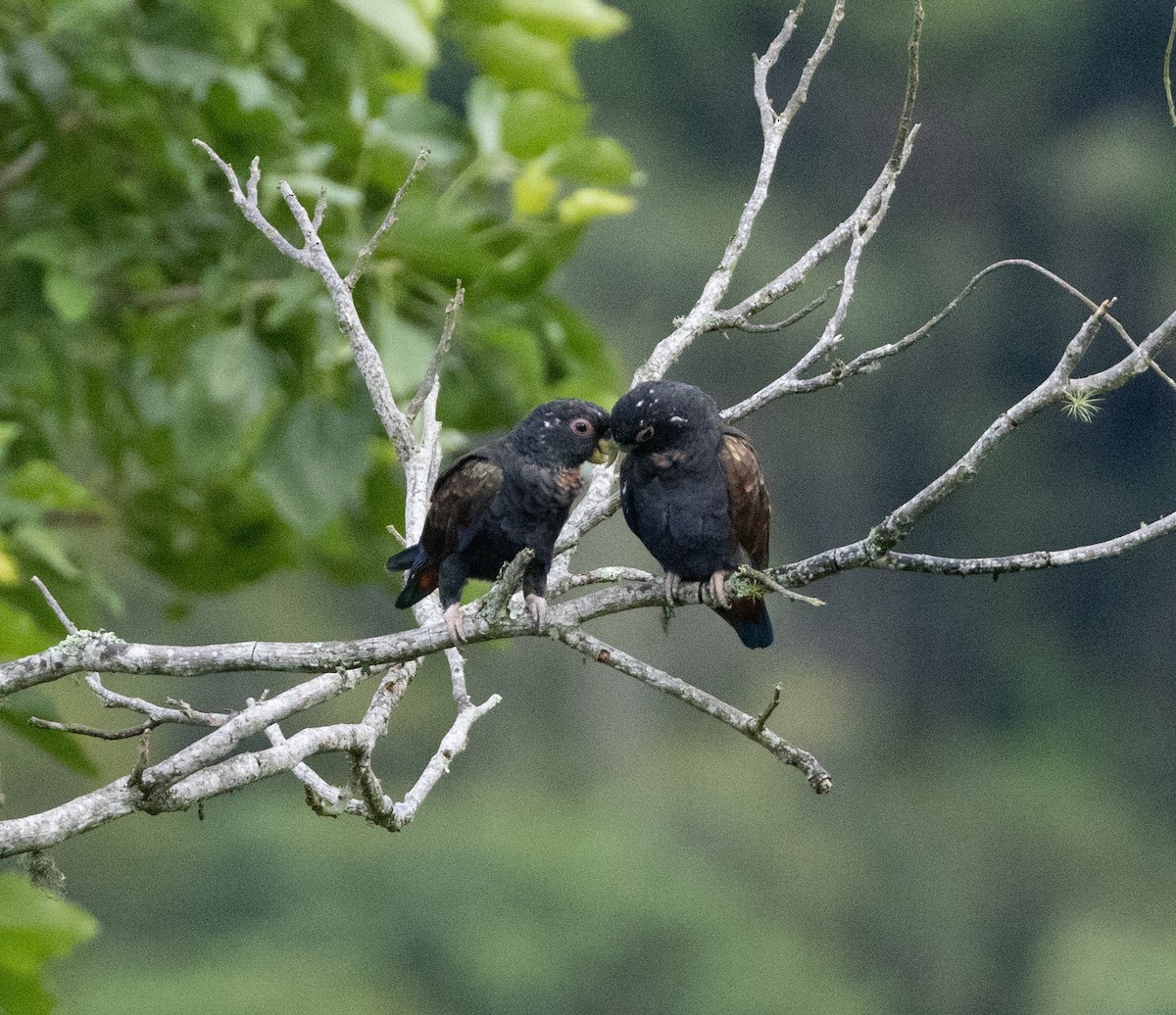 Bronze-winged Parrot - ML619984577