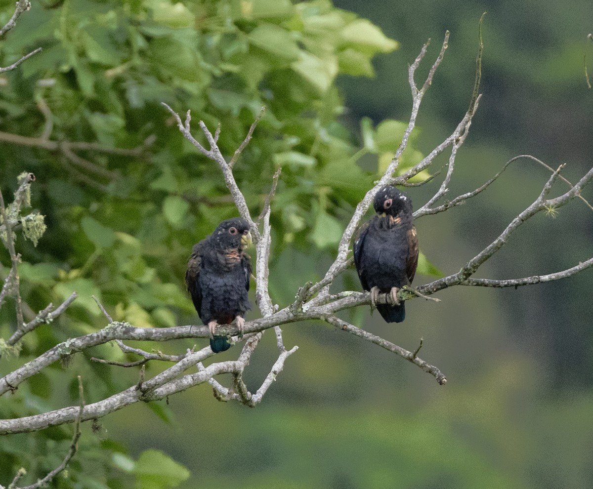 Bronze-winged Parrot - ML619984581