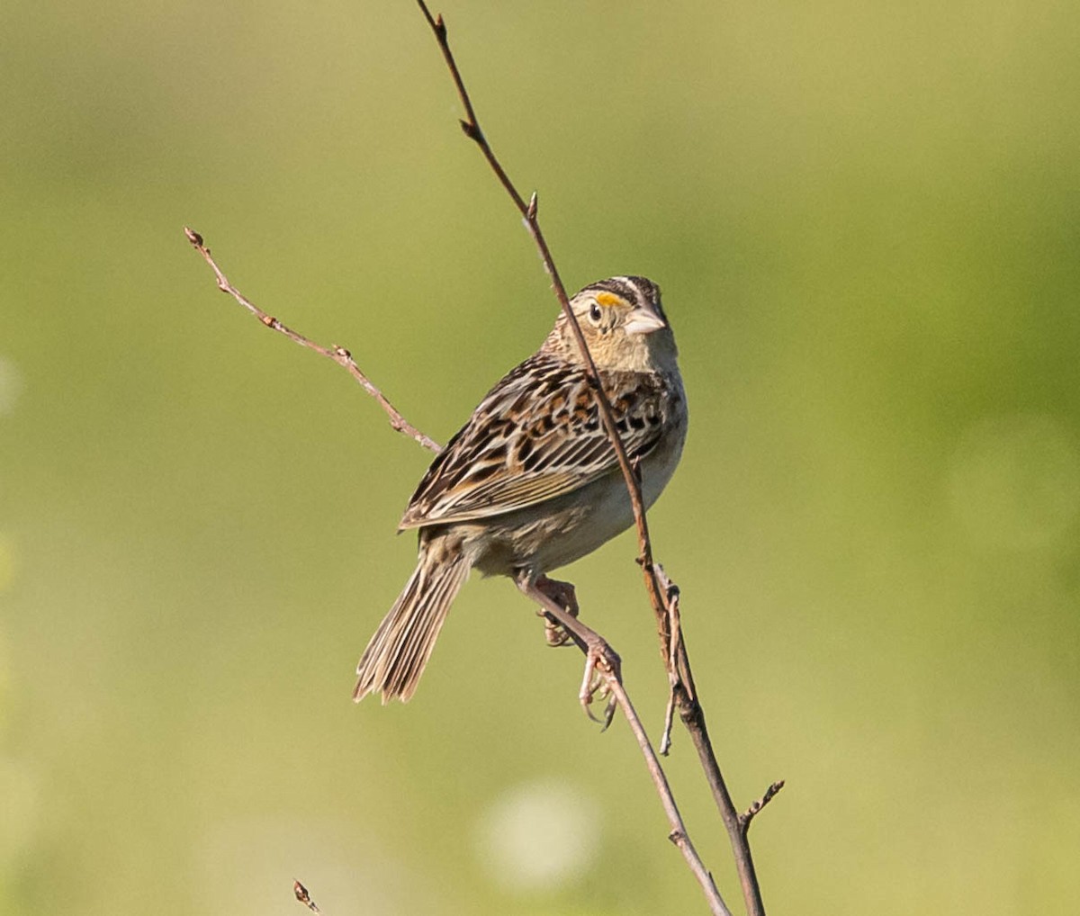 Grasshopper Sparrow - ML619984590