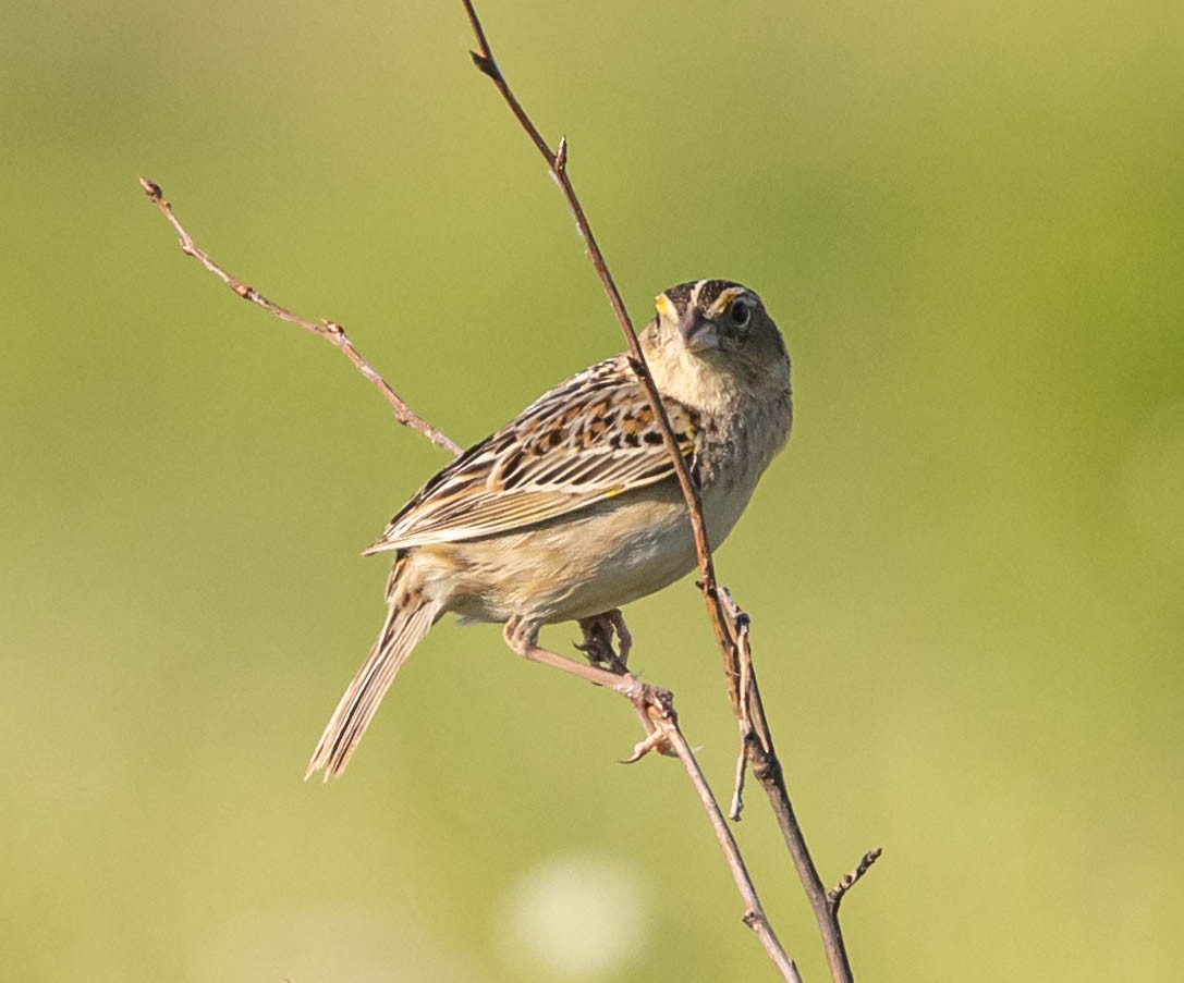 Grasshopper Sparrow - ML619984591