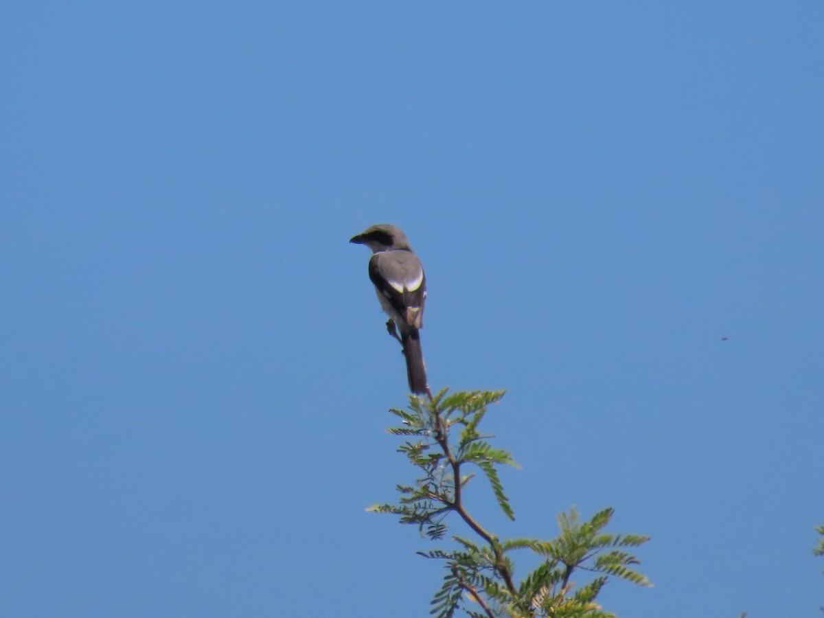 Loggerhead Shrike - ML619984593