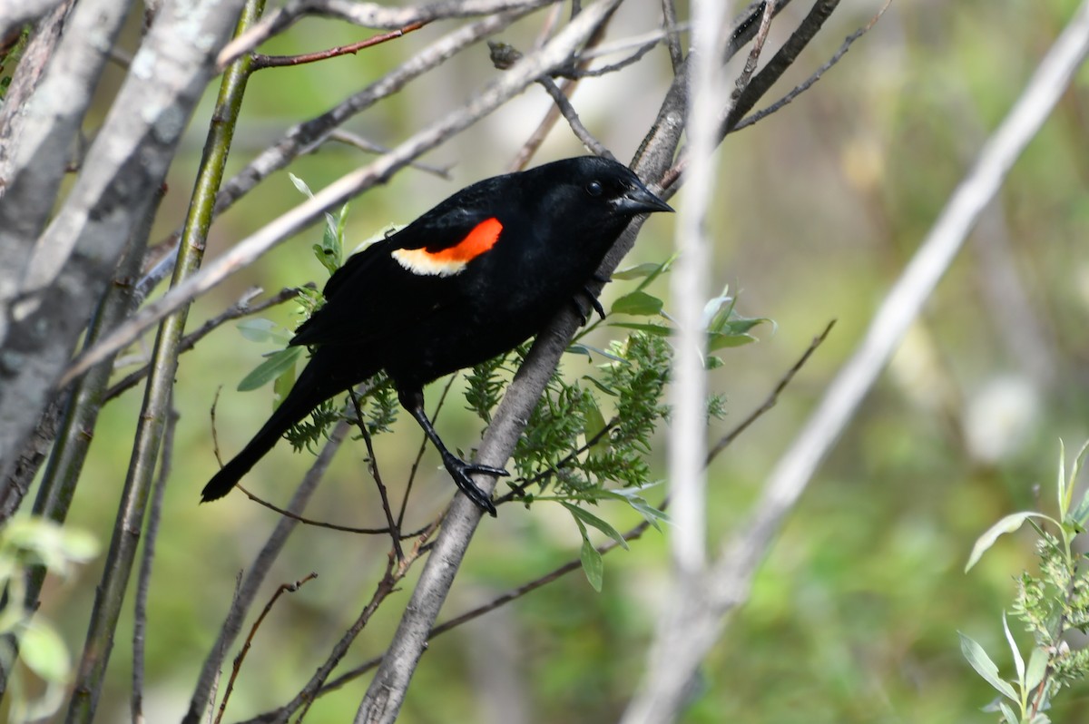 Red-winged Blackbird - ML619984598