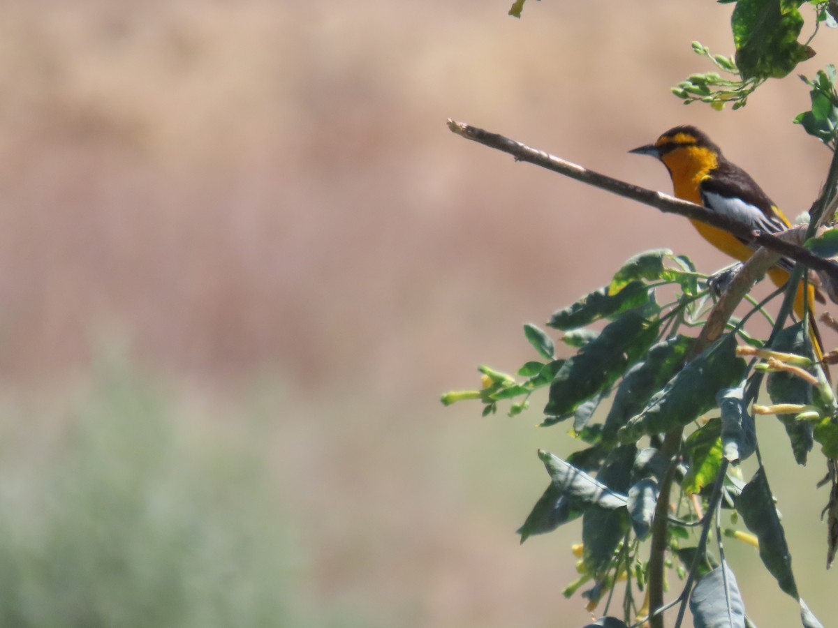 Bullock's Oriole - Michael  Moss