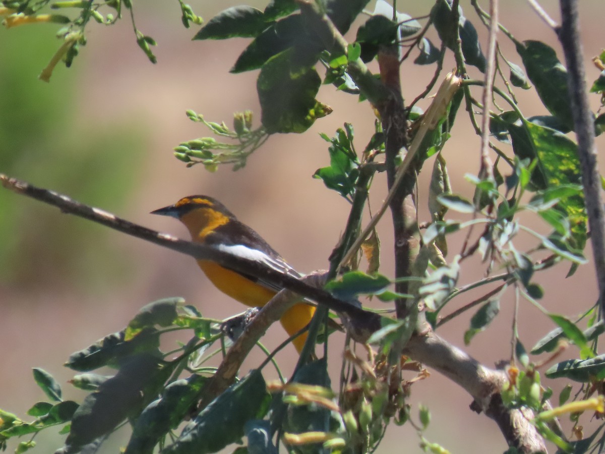 Bullock's Oriole - ML619984604