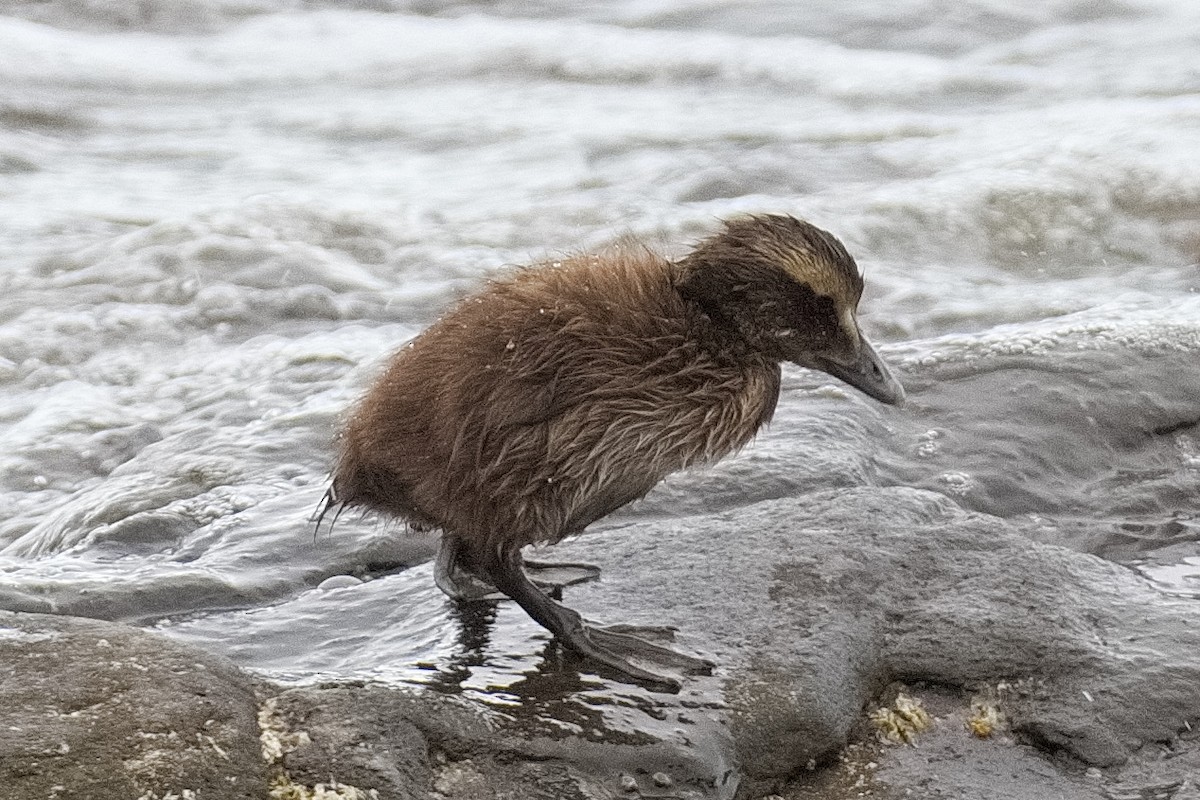 Common Eider - ML619984610