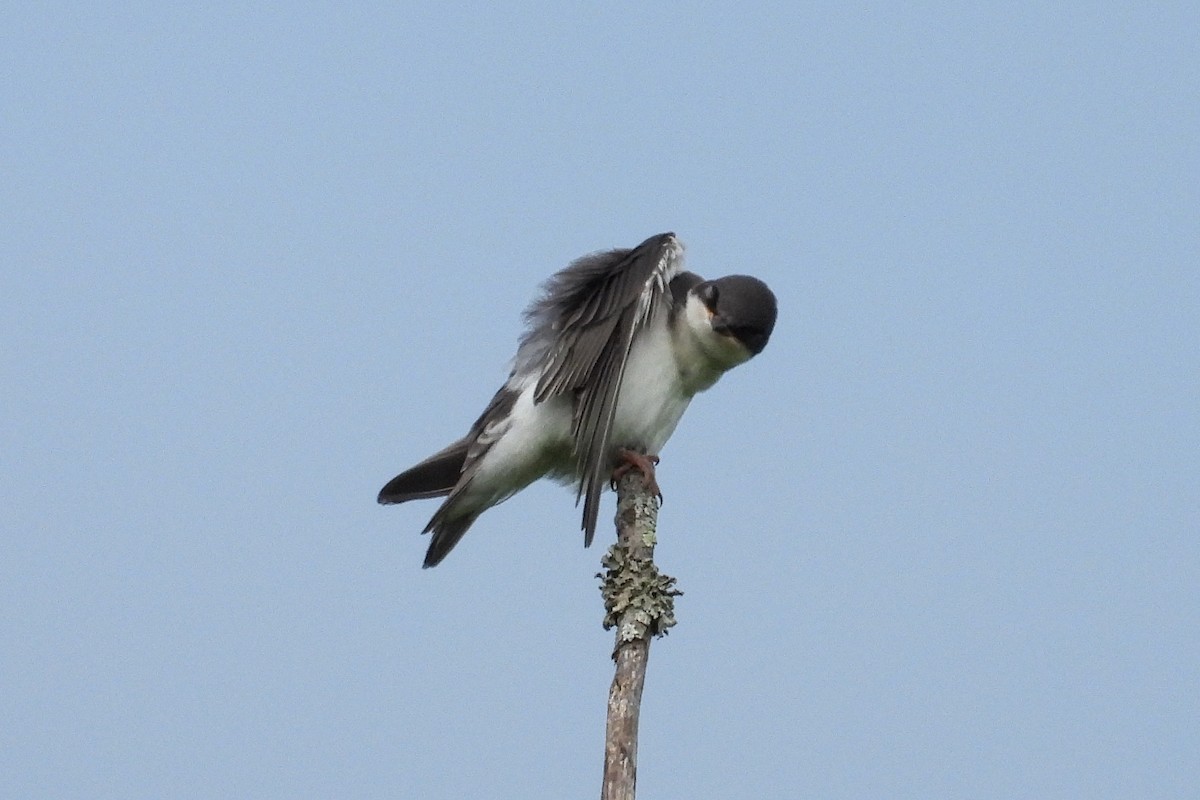 Tree Swallow - ML619984614