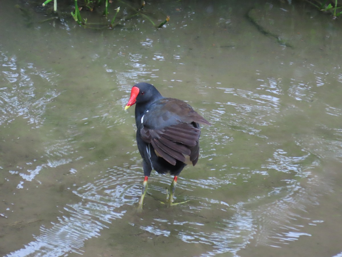 Eurasian Moorhen - ML619984618