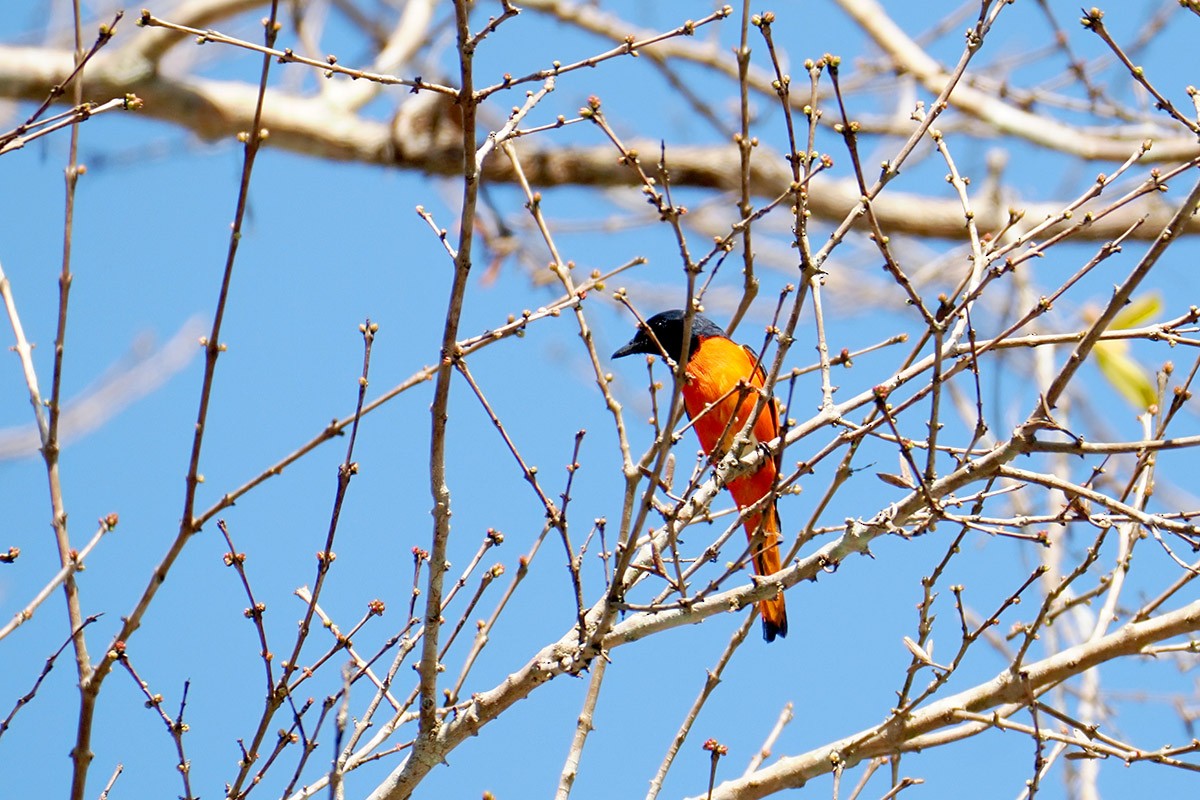 Fiery Minivet - ML619984623