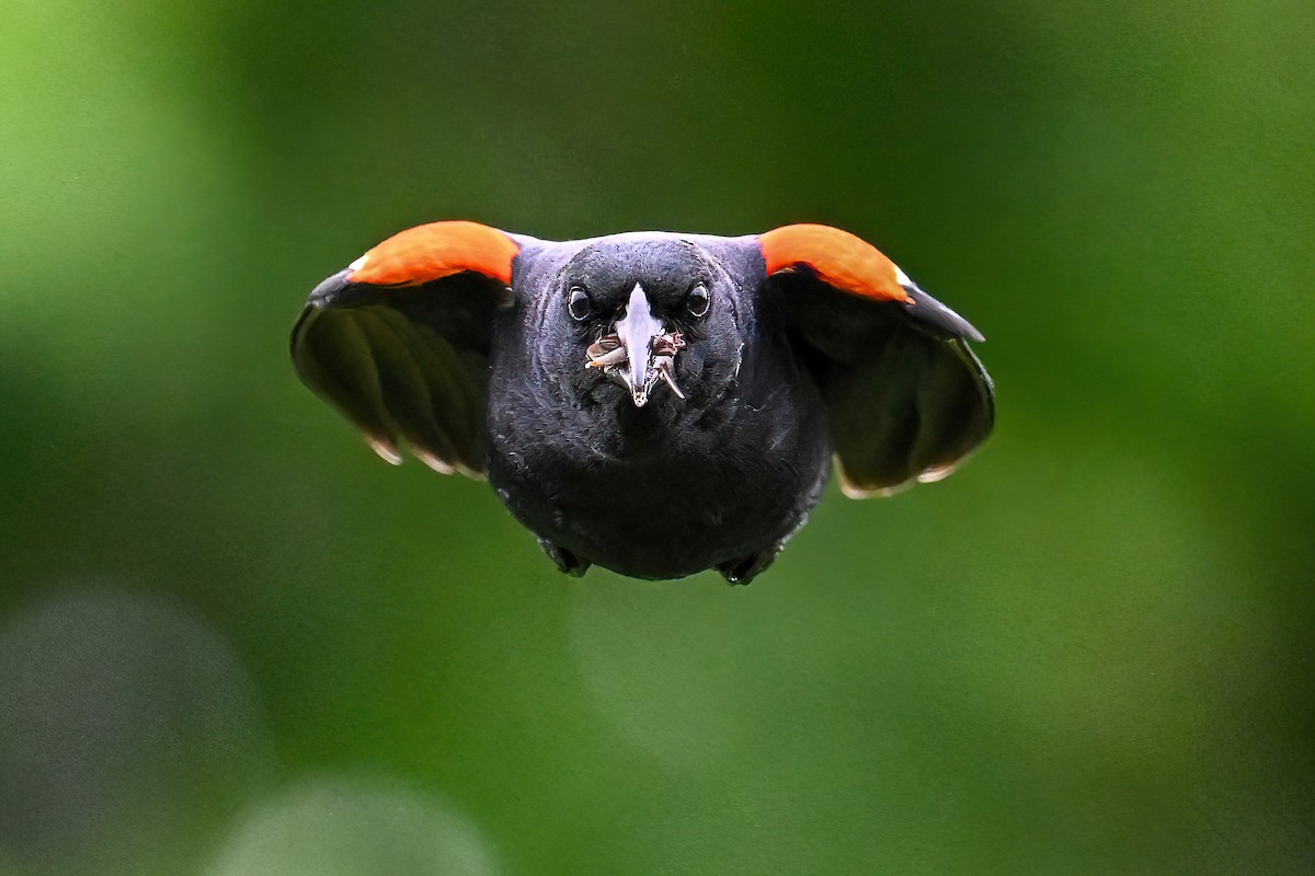 Red-winged Blackbird - ML619984625