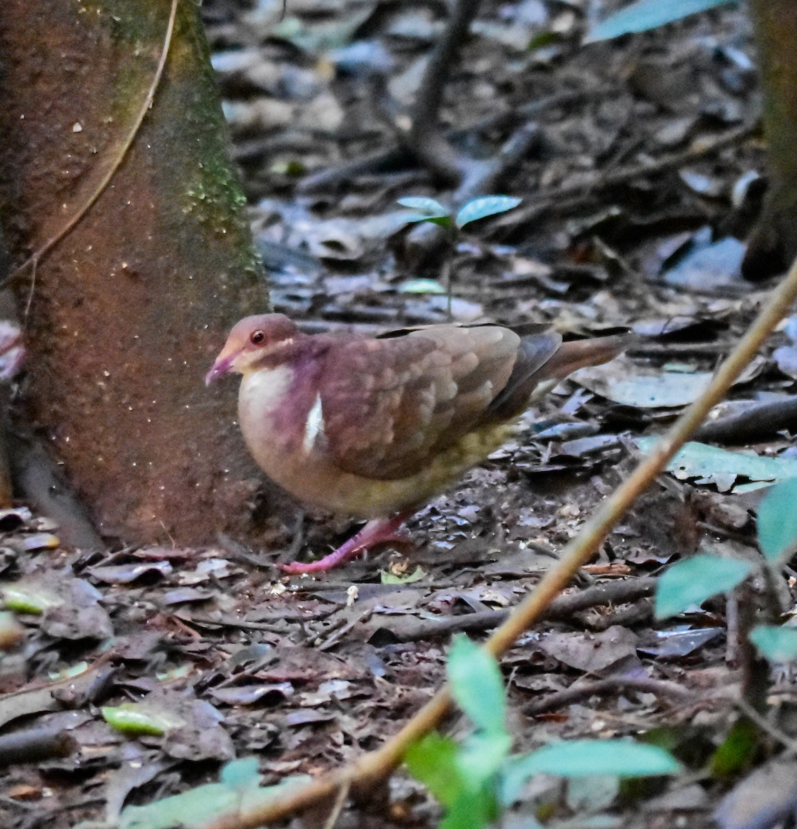 Ruddy Quail-Dove - ML619984626