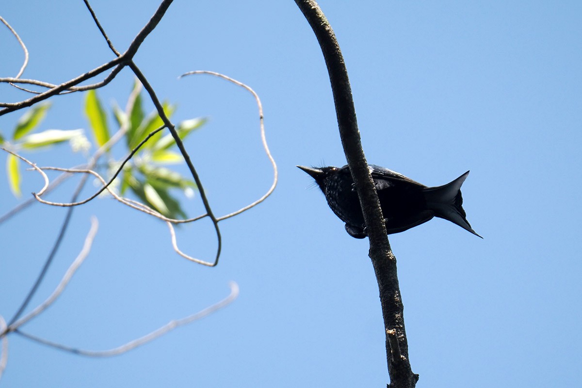 Palawan Drongo - ML619984628