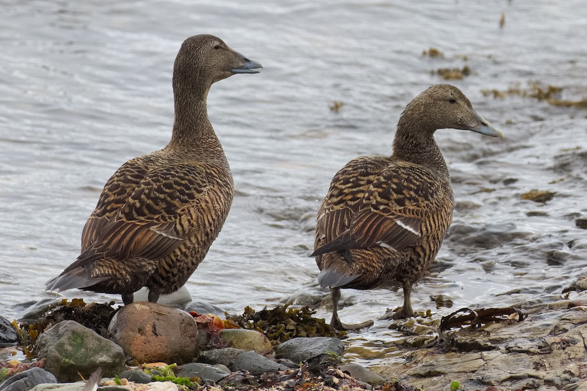 Common Eider - ML619984630