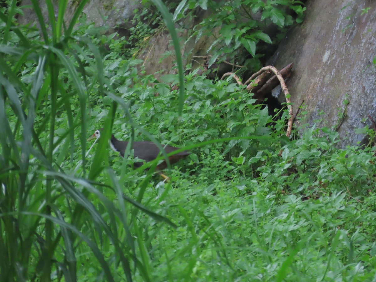 White-breasted Waterhen - ML619984637