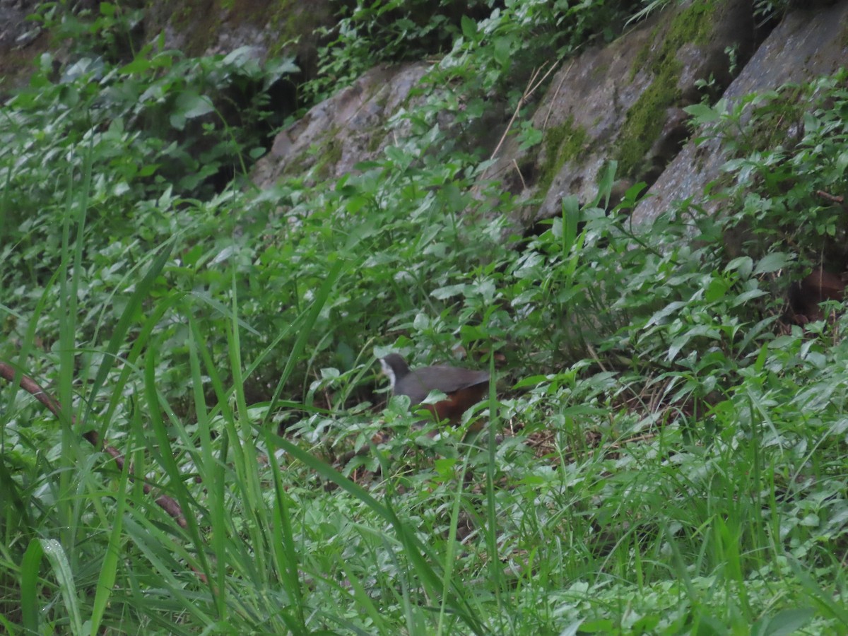 White-breasted Waterhen - ML619984638