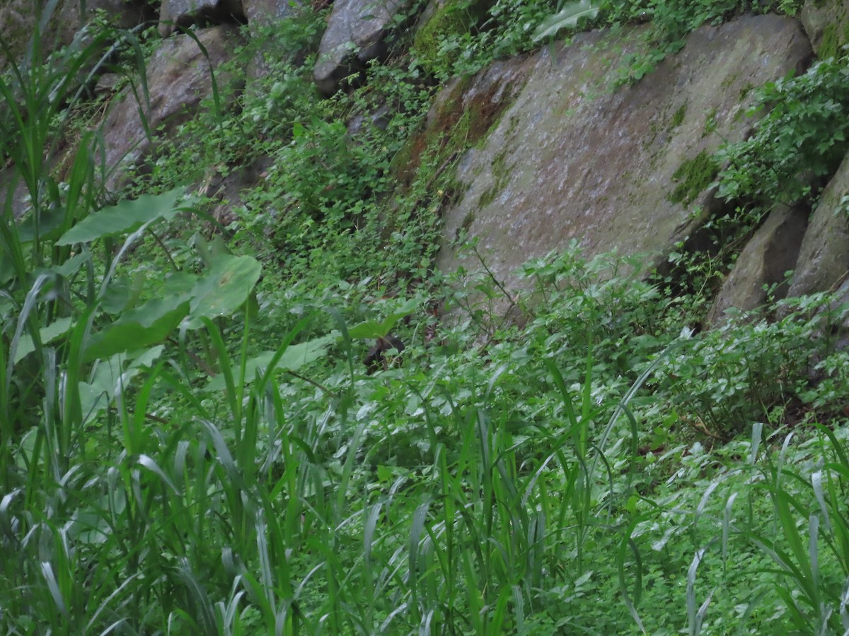 White-breasted Waterhen - ML619984639