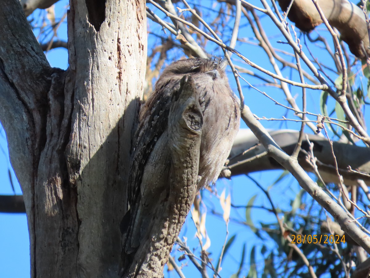 Tawny Frogmouth - ML619984649