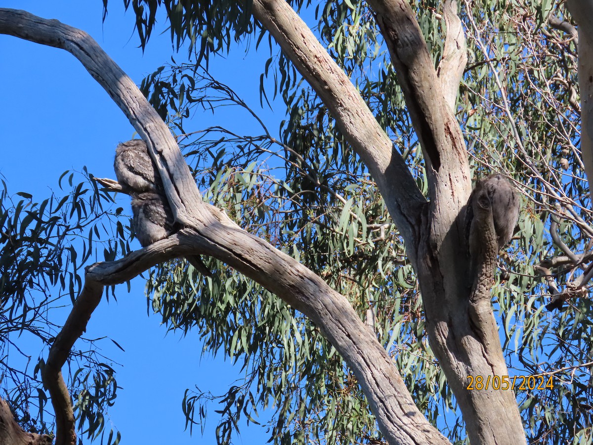 Tawny Frogmouth - ML619984651