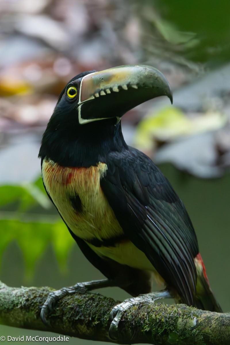 Collared Aracari - ML619984658