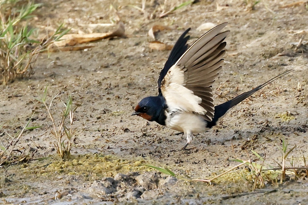 Barn Swallow - ML619984663