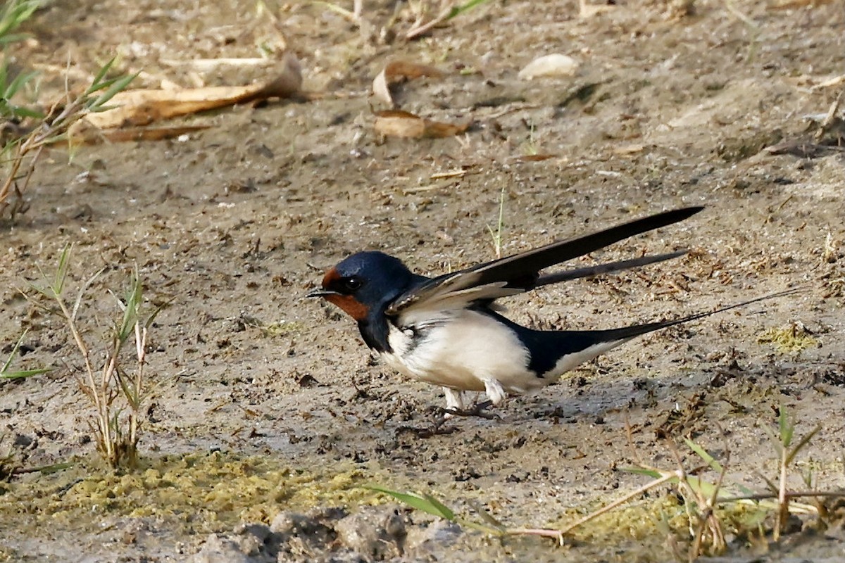 Barn Swallow - ML619984664