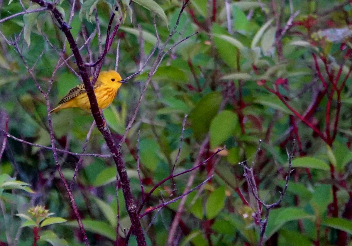 Yellow Warbler - ML619984669