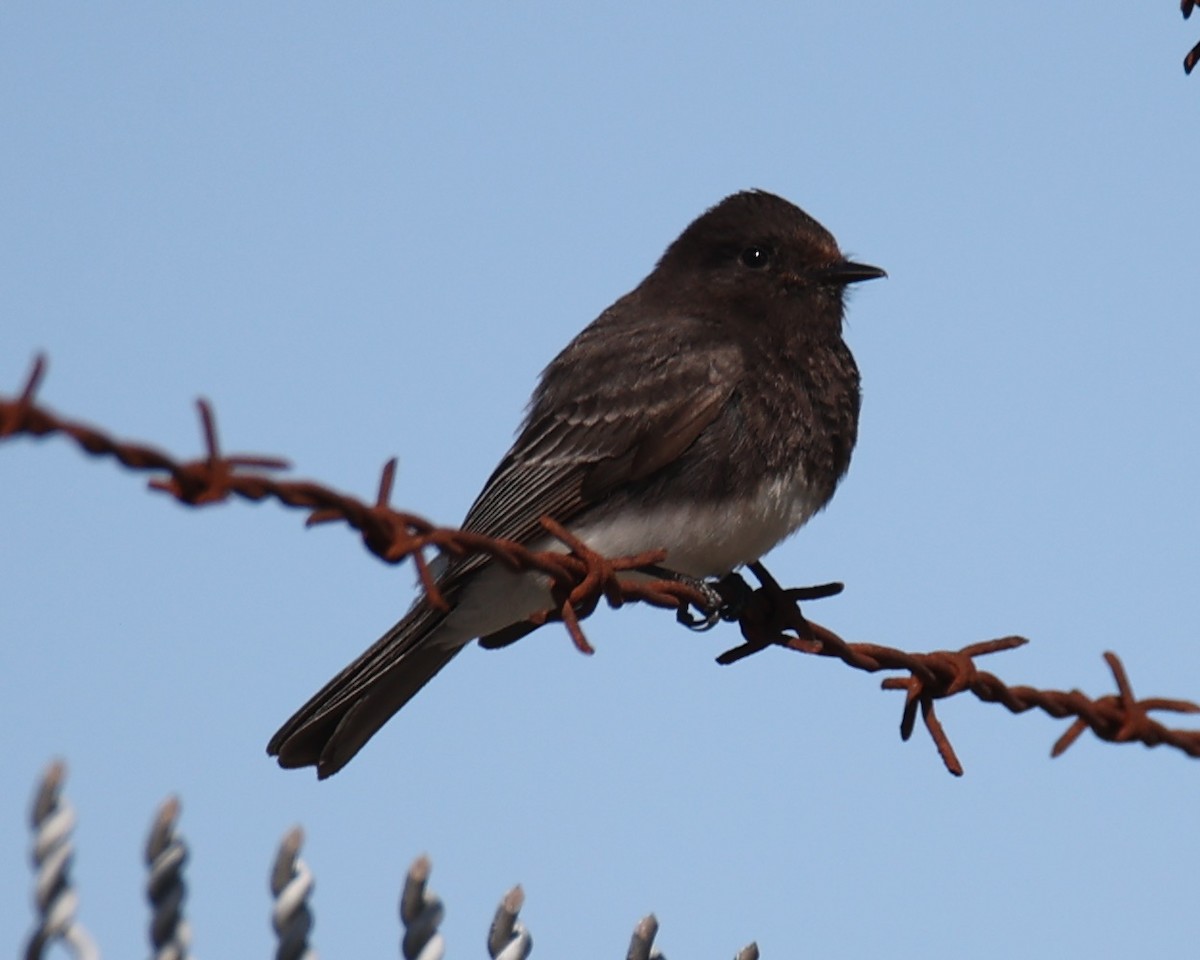 Black Phoebe - ML619984672