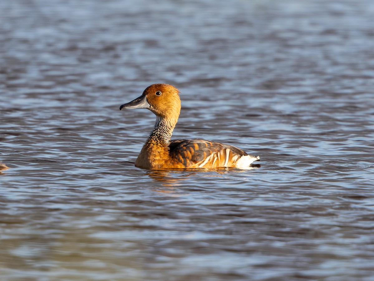 Fulvous Whistling-Duck - ML619984673