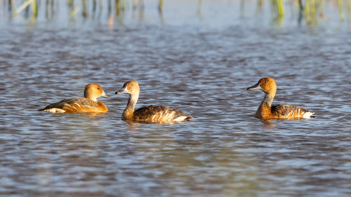 Fulvous Whistling-Duck - ML619984674