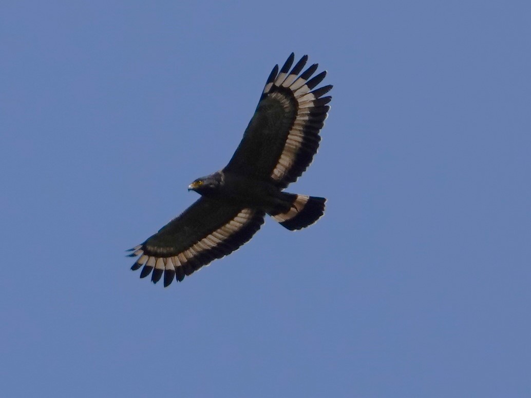 Crested Serpent-Eagle - ML619984680