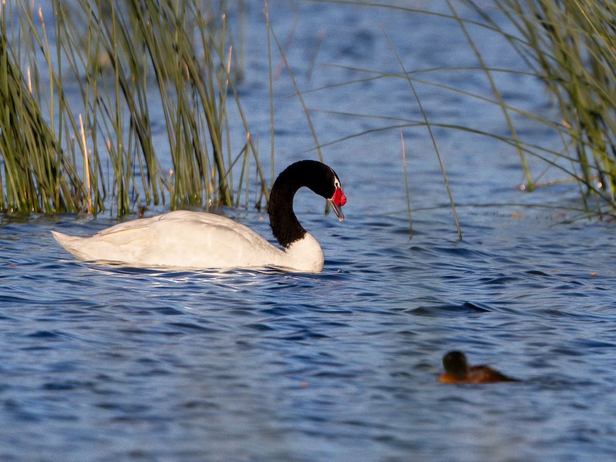 Black-necked Swan - ML619984683