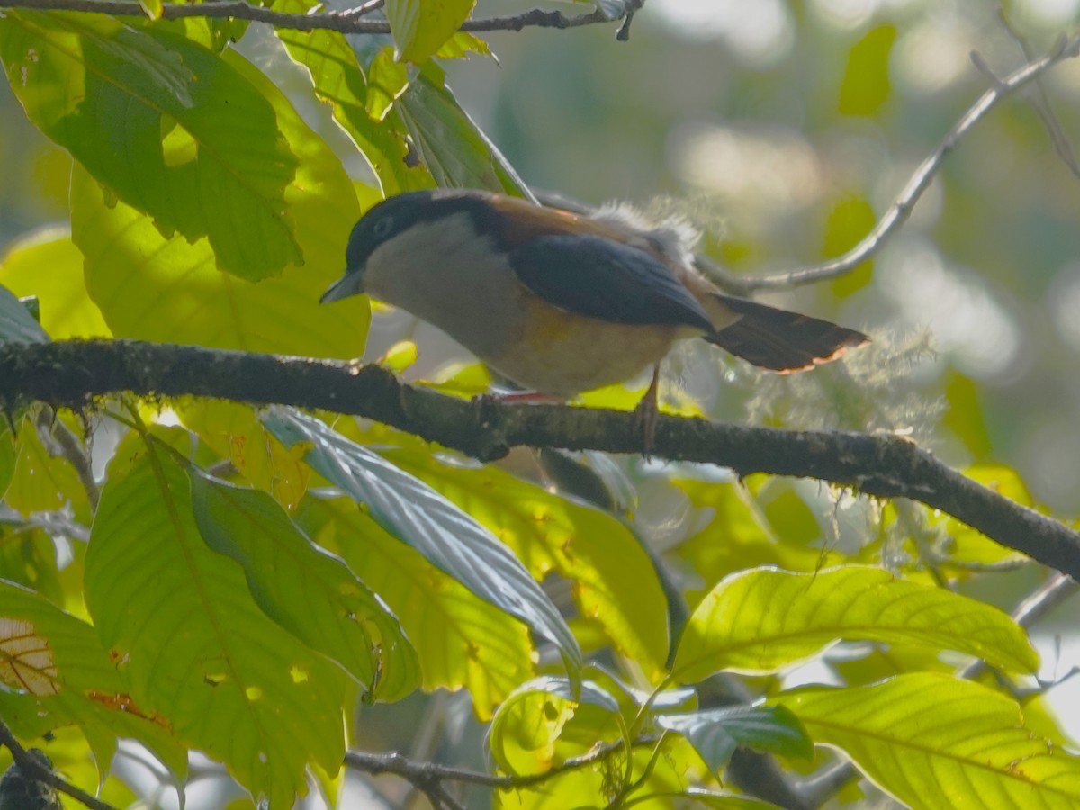 Black-headed Shrike-Babbler - ML619984691