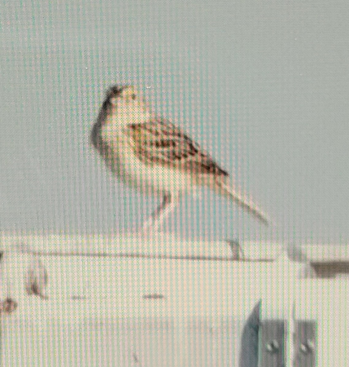 Grasshopper Sparrow - ML619984692