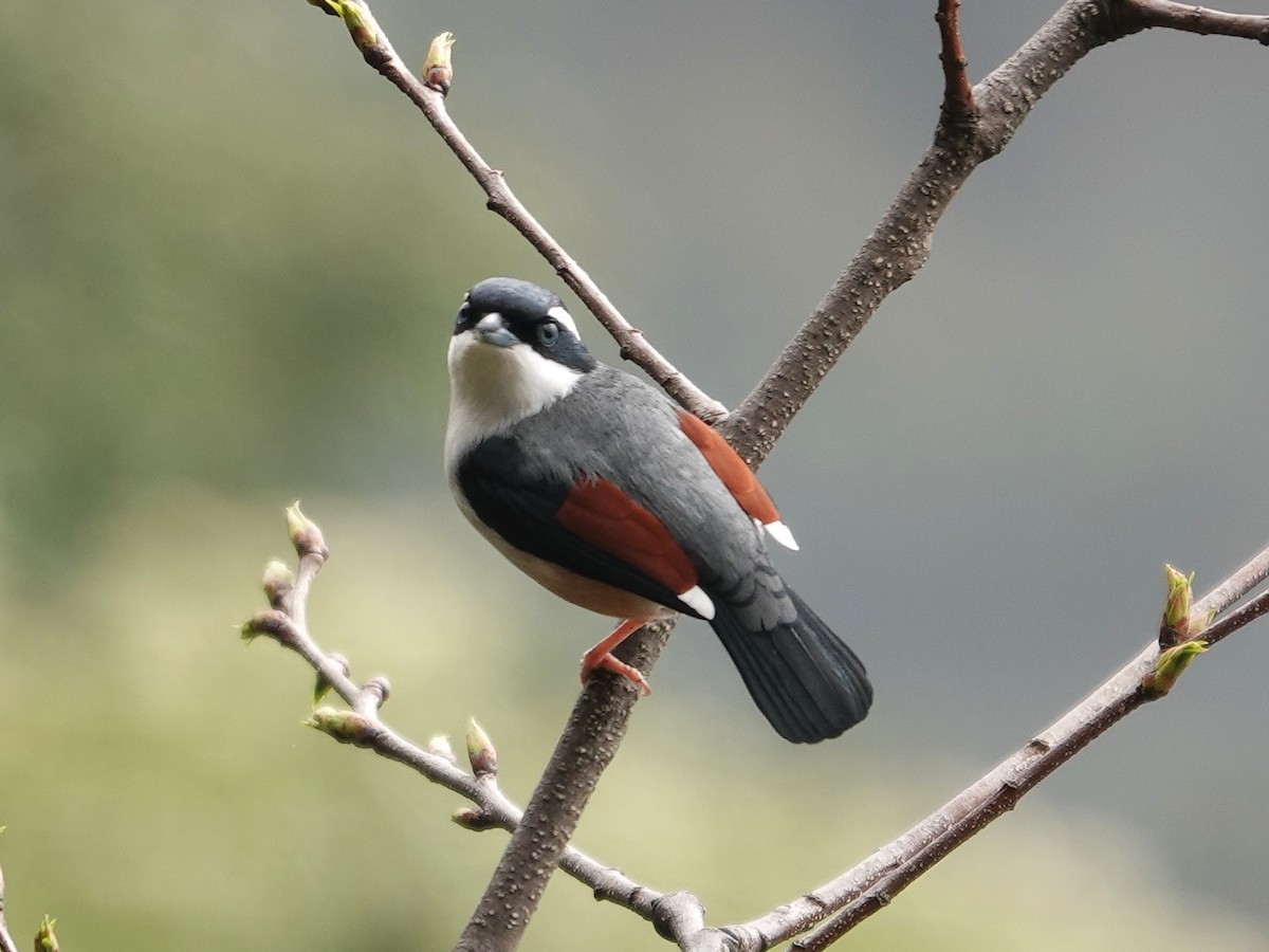 White-browed Shrike-Babbler - ML619984694