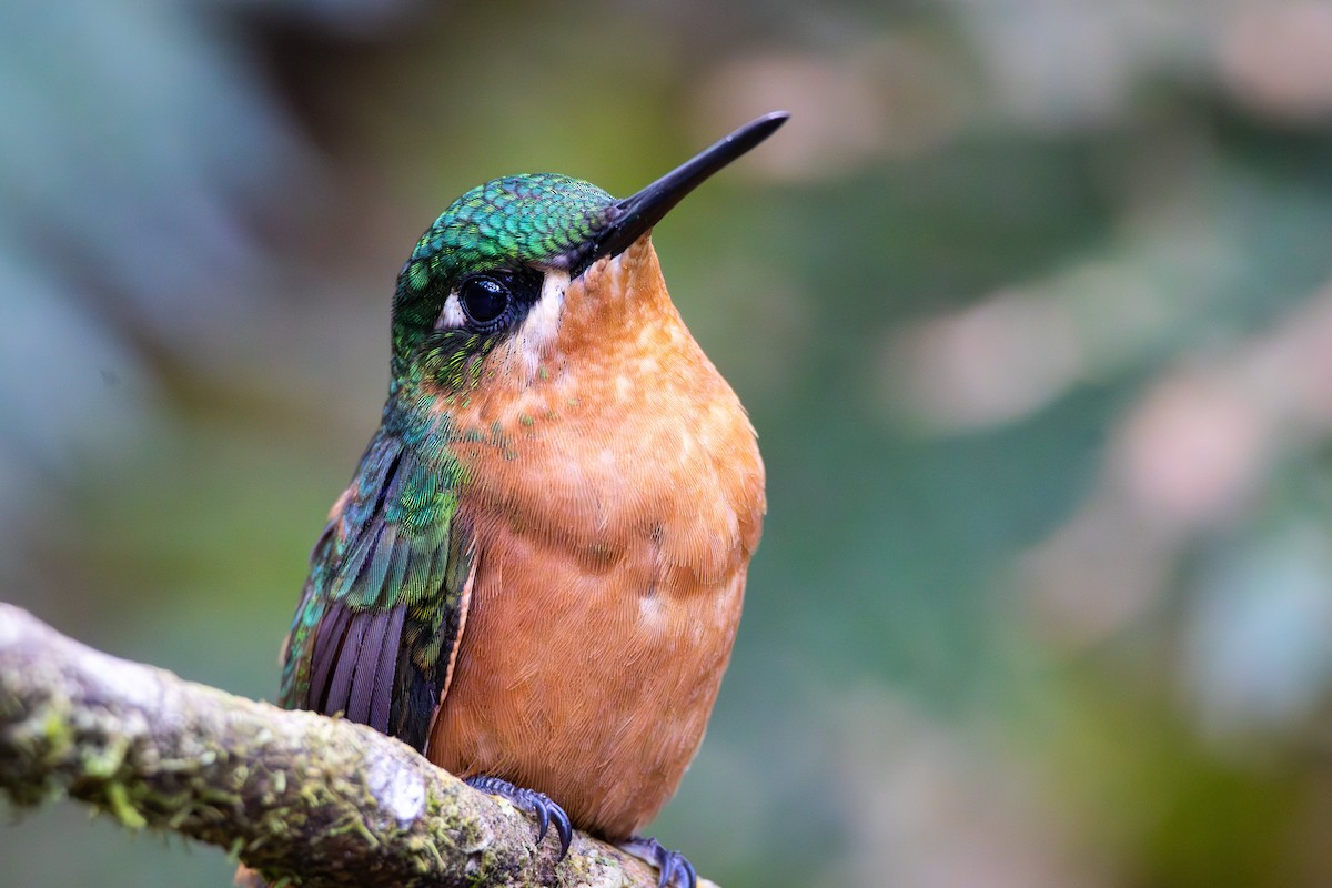 kolibřík brazilský - ML619984697