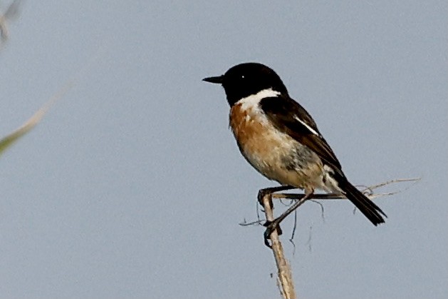 European Stonechat - ML619984698