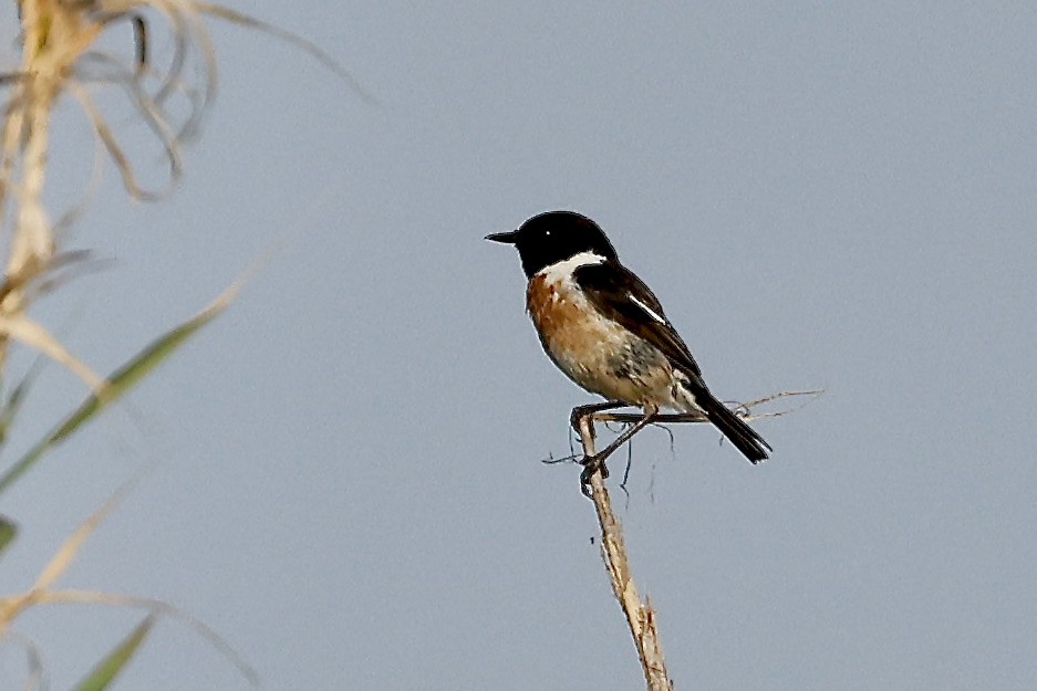 European Stonechat - ML619984699