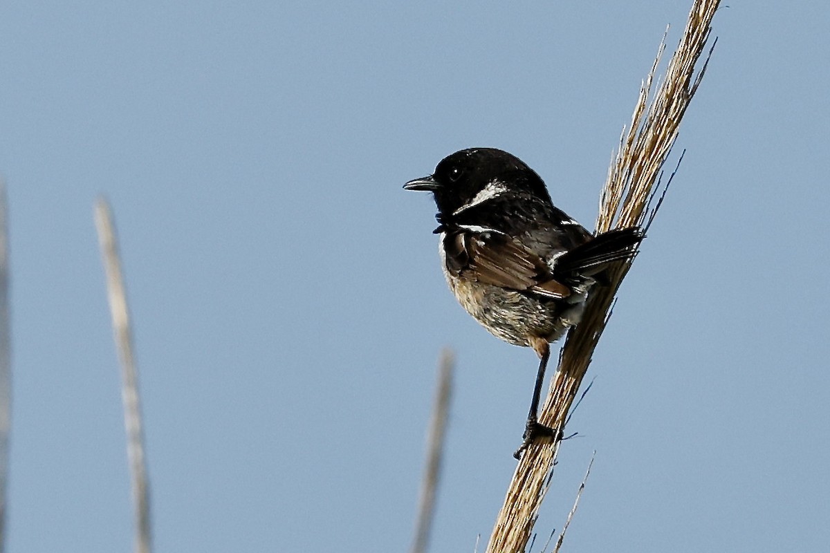 European Stonechat - Lorna Aynbinder