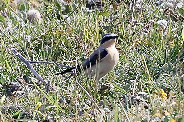 Northern Wheatear - ML619984702