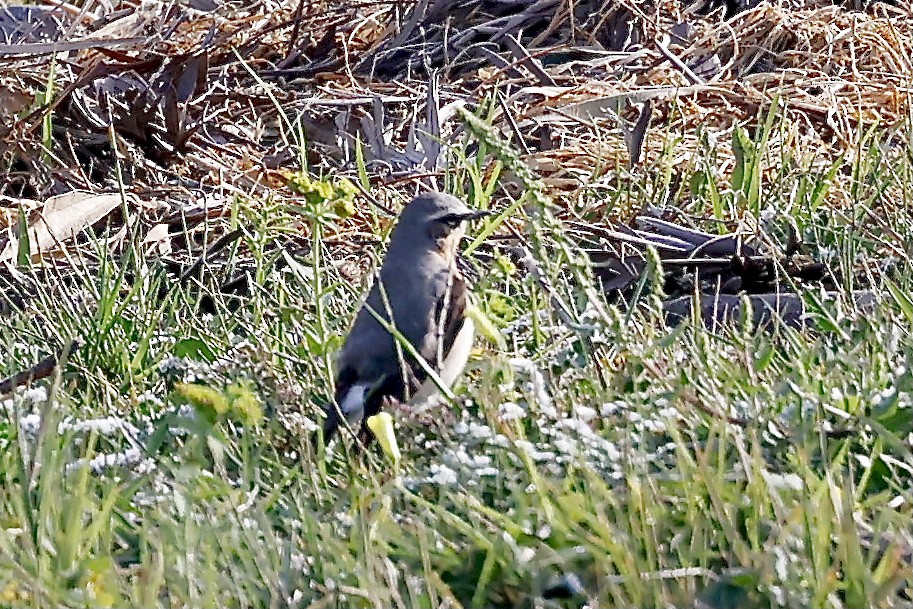 Northern Wheatear - ML619984703