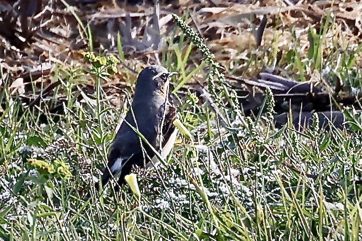 Northern Wheatear - ML619984704