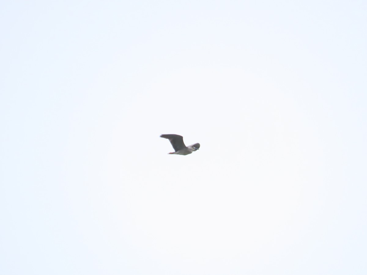 Black-crowned Night Heron - ML619984709