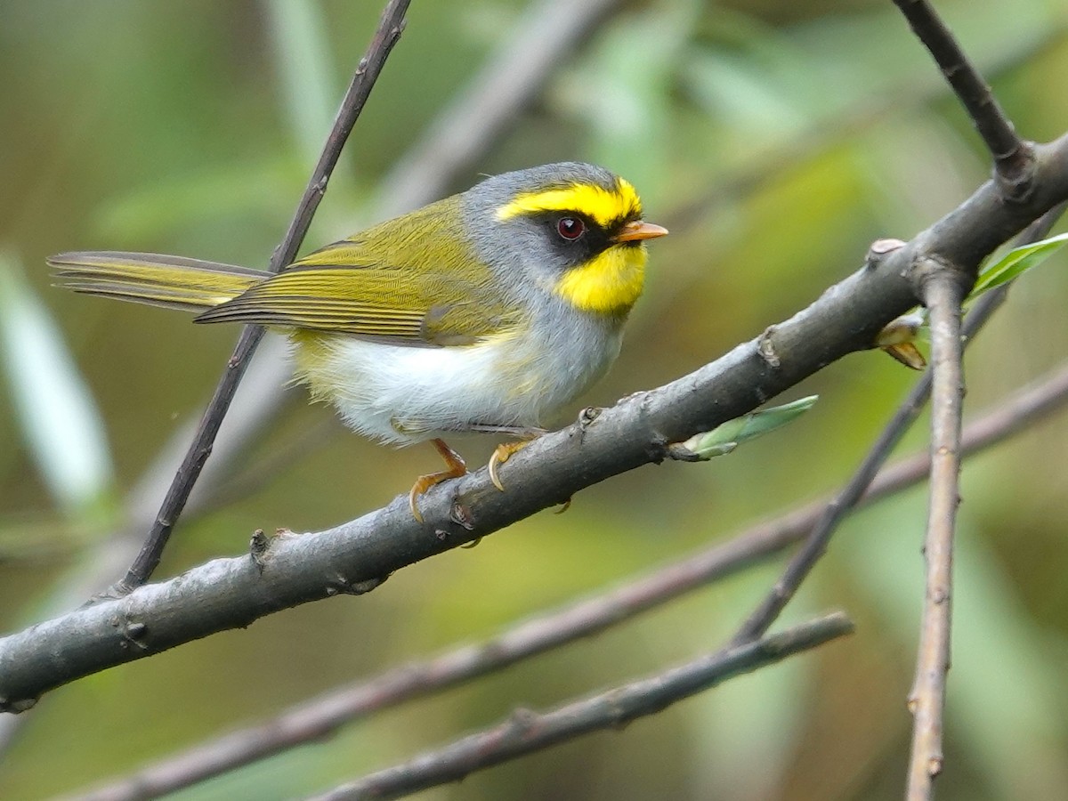 Mosquitero Carinegro - ML619984712