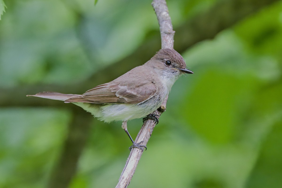 Eastern Phoebe - ML619984713