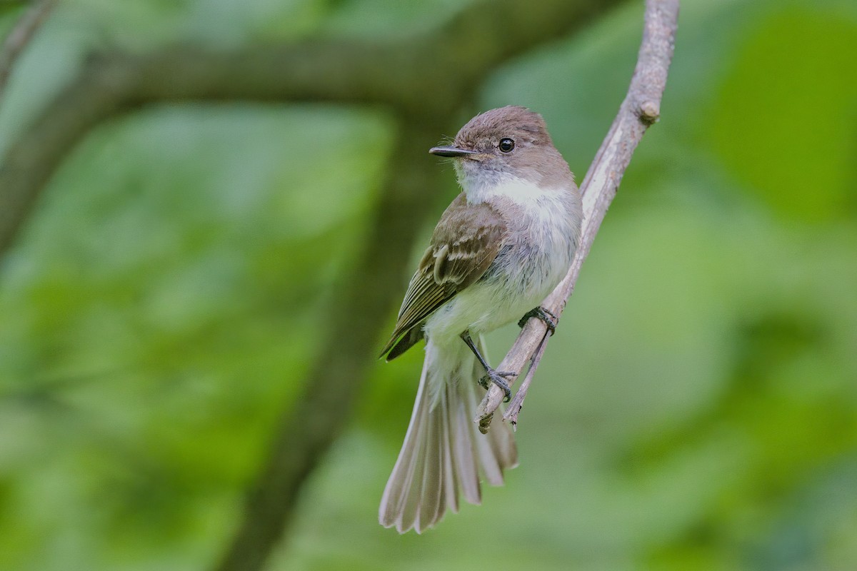 Eastern Phoebe - ML619984715